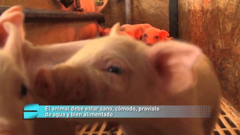 Cuidados Integrales para la Salud de tus Mascotas