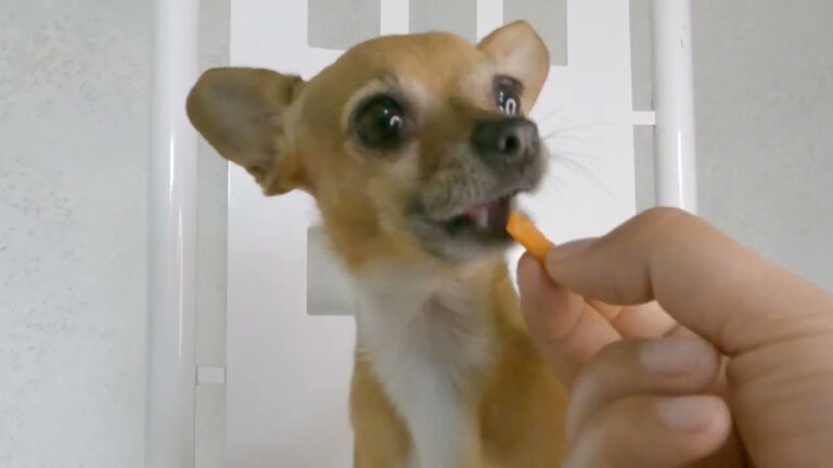 Consejos Nutricionales para Proteger la Salud Dental de tu Perro