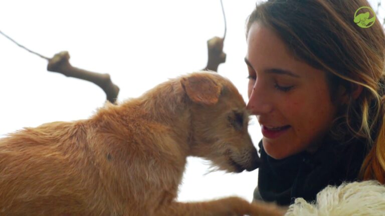 Consejos &Eacute;ticos para la Adopci&oacute;n de Animales de Compa&ntilde;&iacute;a