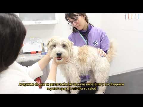 Consejos Esenciales para una Adopci&oacute;n Responsable de Mascotas