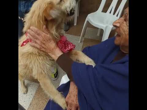 Beneficios de los Juguetes Interactivos para la Salud de las Mascotas