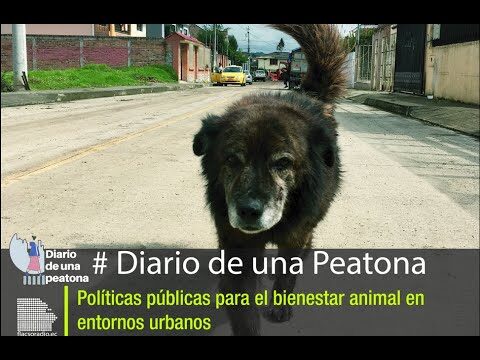 Normas para el Bienestar Animal en Entornos Urbanos