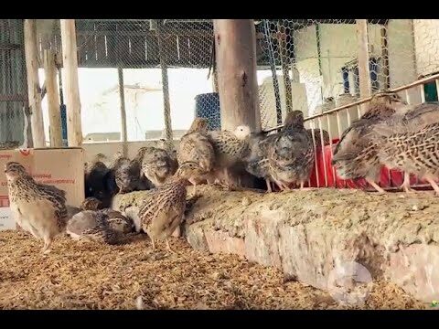 Causas del Comportamiento Agresivo en Aves y Su Atenci&oacute;n Veterinaria