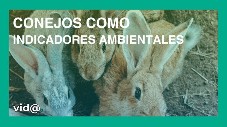 El papel terap&eacute;utico de los conejos en la salud emocional