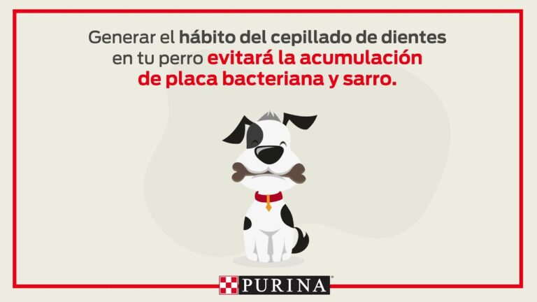 Haciendo del Cepillado Diario un Placer para tu Mascota