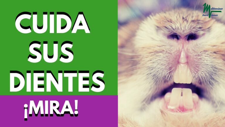 Importancia del Cepillado Dental en Conejos y Otras Mascotas
