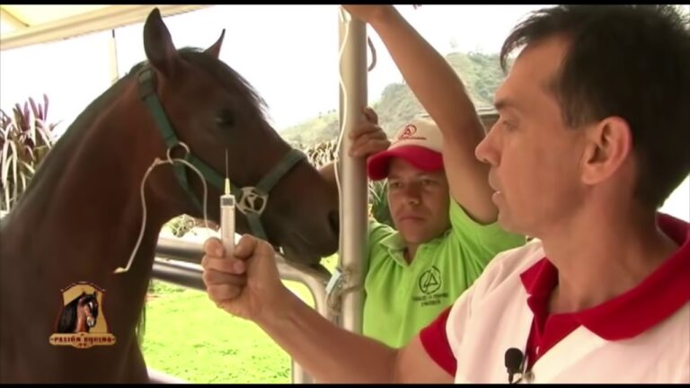 Manejo Integral de la Artritis en Equinos: Estrategias Efectivas