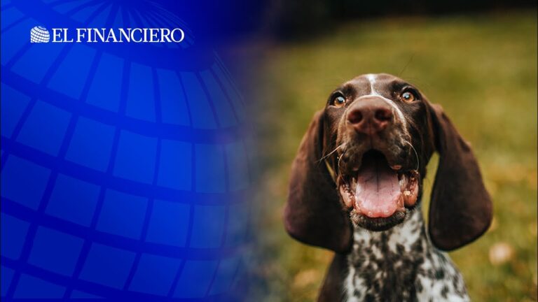 El impacto del apoyo emocional en la salud veterinaria integral