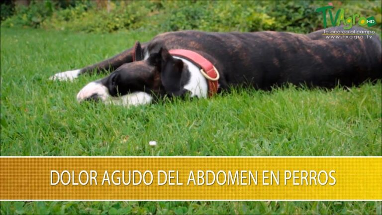 Causas Comunes del Dolor Abdominal Agudo en Mascotas