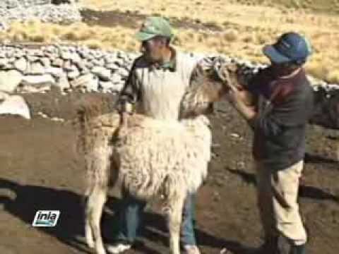 Estrategias Efectivas para el Control de Enfermedades en la Cr&iacute;a de Animales