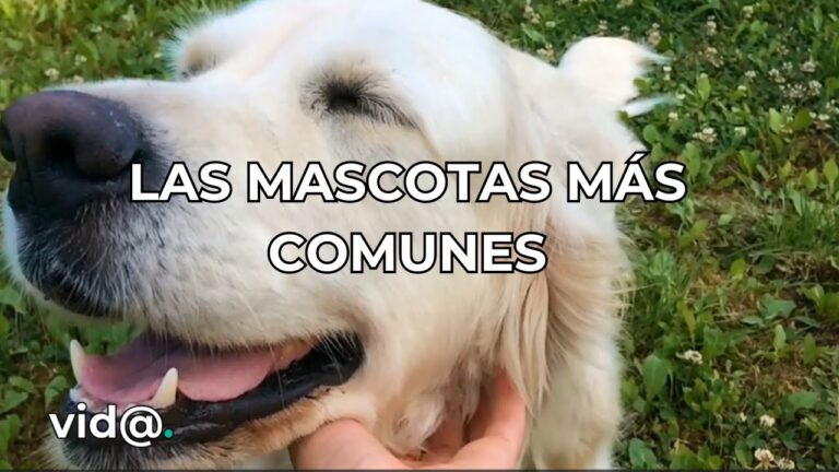 Cuidados Esenciales para Reptiles como Mascotas en Casa