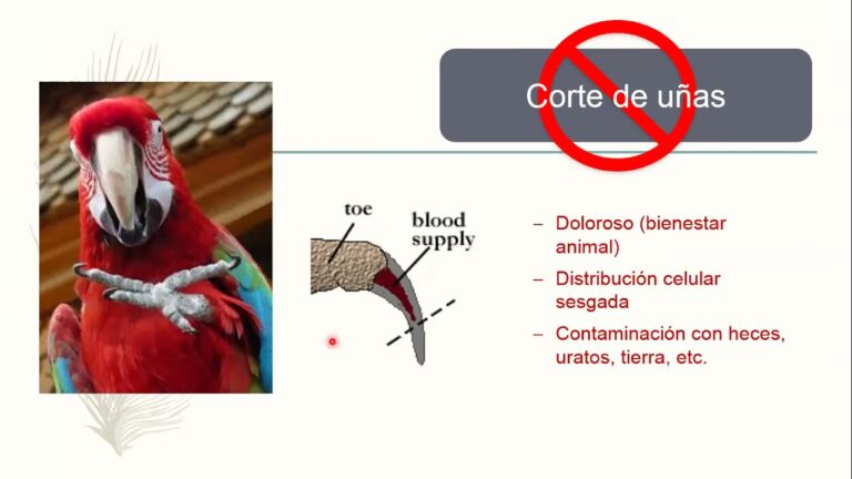 Manejo Efectivo del Estr&eacute;s en Animales Ex&oacute;ticos Dom&eacute;sticos