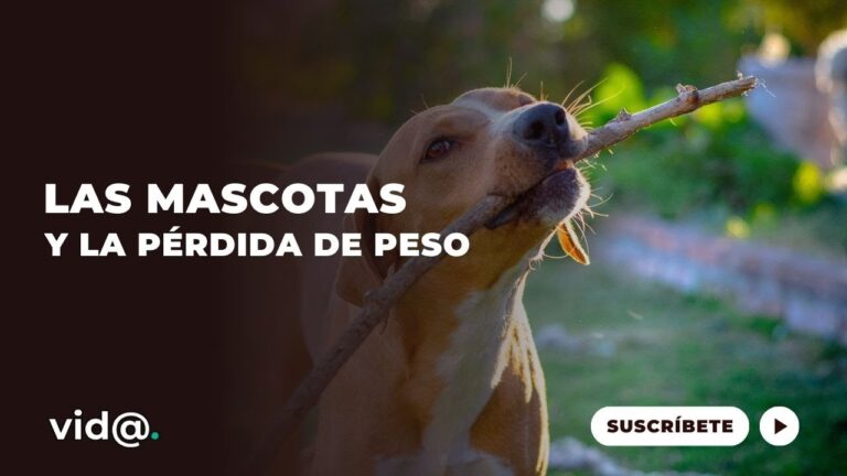 Combinando Terapias Alternativas para el Bienestar de Mascotas