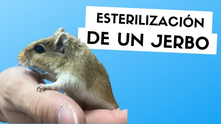 Beneficios de la Castraci&oacute;n en H&aacute;msters