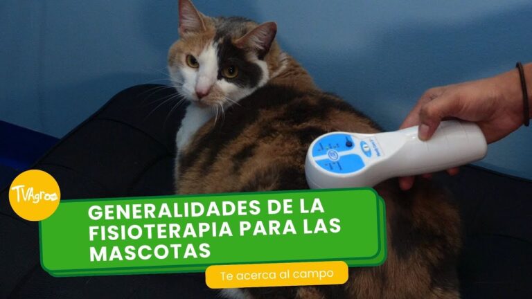 Beneficios de los Servicios de Terapia F&iacute;sica para Animales de Compa&ntilde;&iacute;a