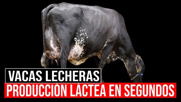 Optimizaci&oacute;n del Seguimiento de Dietas Veterinarias por Profesionales