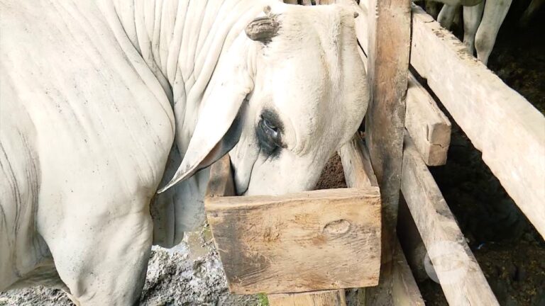Suplementos Alimenticios Esenciales para Vacas de Granja
