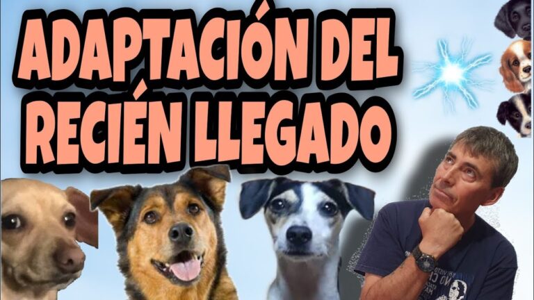 Consejos para la Adaptaci&oacute;n de Mascotas Adoptadas