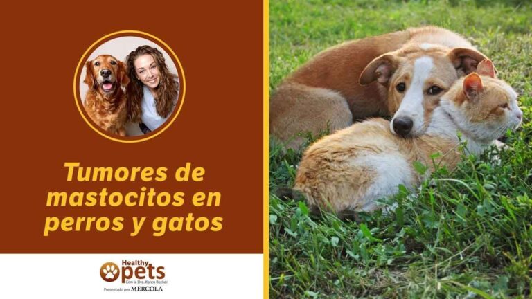 Bienestar Integral para Mascotas con C&aacute;ncer