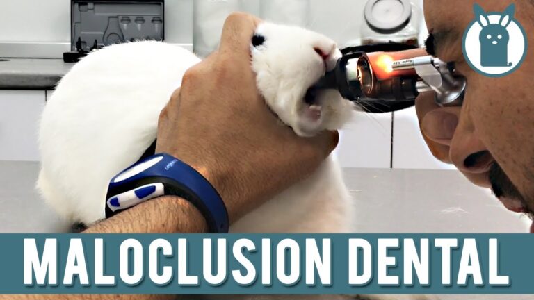 Prevenci&oacute;n Efectiva de la Gingivitis en Conejos