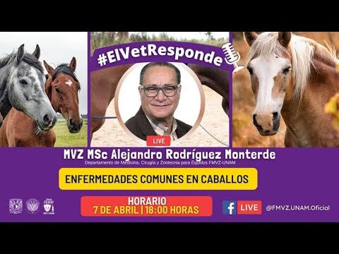 Cuidados Espec&iacute;ficos para Caballos Obesos