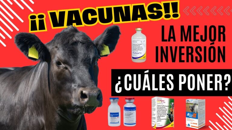 La importancia de vacunar a los animales de granja