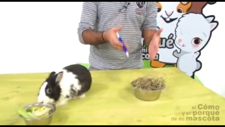 Consejos Esenciales de Alimentaci&oacute;n para Conejos como Mascotas