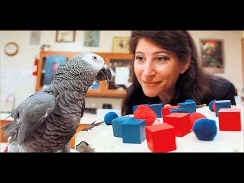 La psicolog&iacute;a animal y la comunicaci&oacute;n no verbal: un v&iacute;nculo esencial