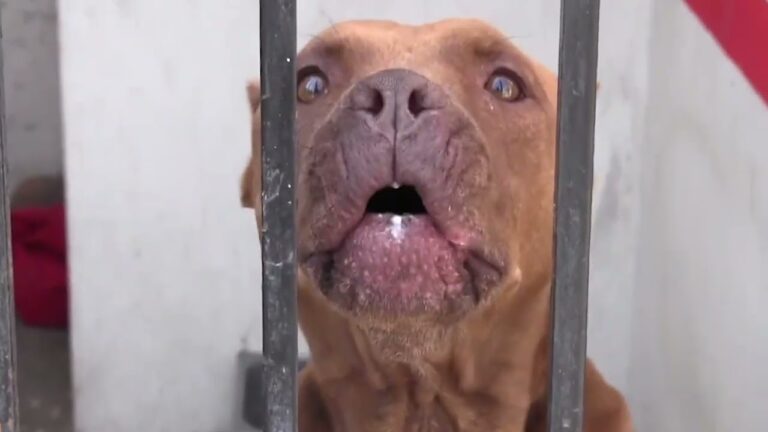 Consecuencias de Ignorar el Plan de Vacunaci&oacute;n de Mascotas