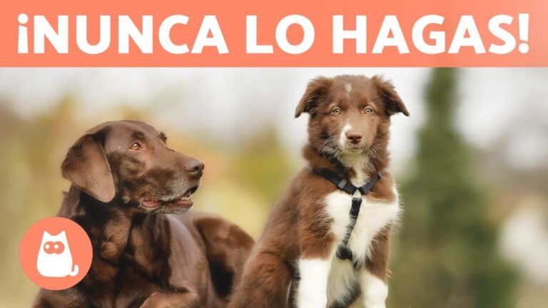 Consejos para una Adopci&oacute;n de Animales Exitosa y Armoniosa