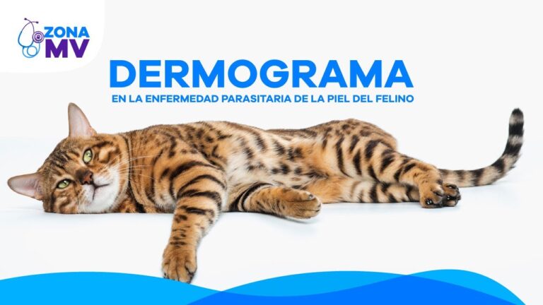 Diagn&oacute;stico Eficaz de Enfermedades Pielares en Felinos