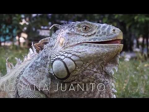 Comportamientos Inusuales en Animales Exóticos