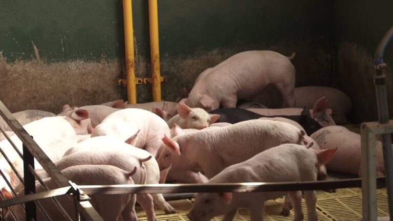 Prevenci&oacute;n de Enfermedades Virales en Caballos: Consejos Veterinarios Esenciales