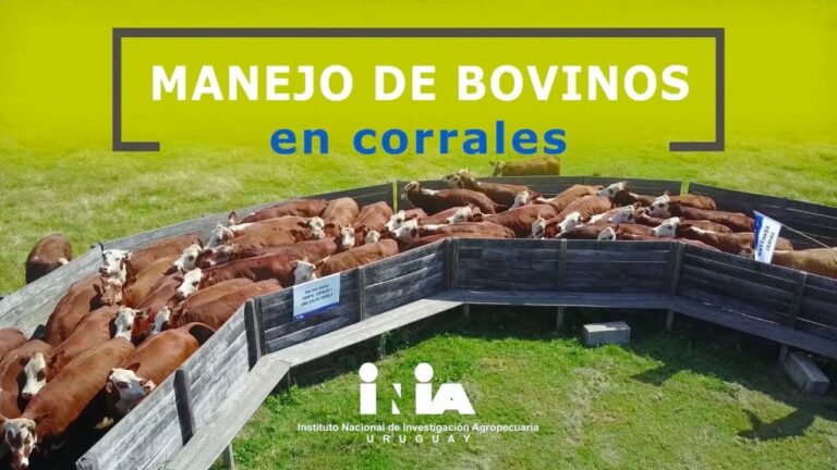 Mejorando el Bienestar Animal en Corrales de Granja