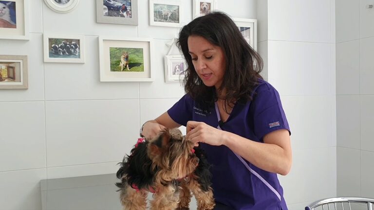 Cuidados Quir&uacute;rgicos Urgentes para Mascotas: Gu&iacute;a Esencial