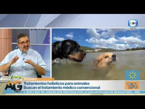 Tratamientos Hol&iacute;sticos para el Bienestar Animal