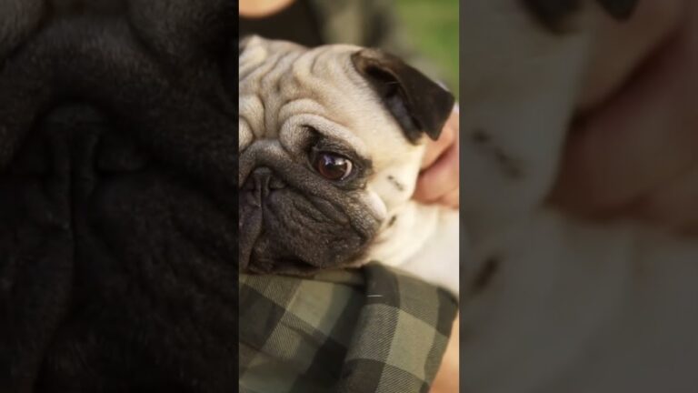 Mejores herramientas para la higiene ocular de tu mascota