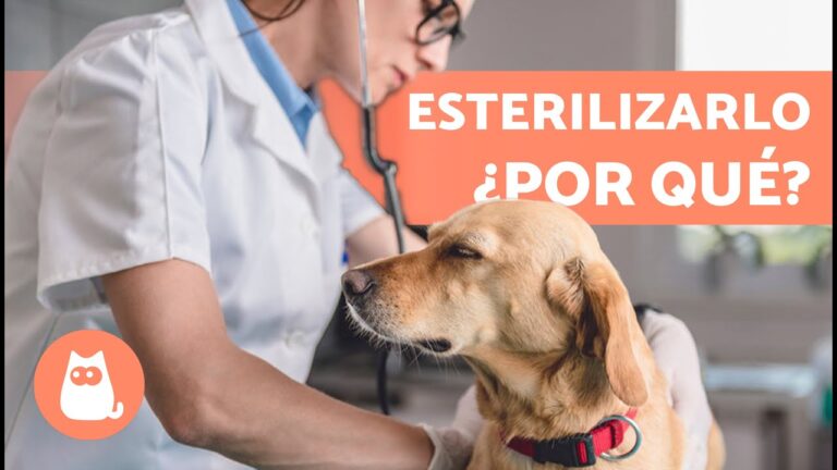 Efectos Positivos de la Esterilizaci&oacute;n en el Comportamiento Animal