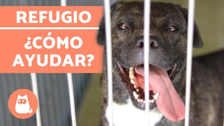 Gu&iacute;a Pr&aacute;ctica para Visitar un Refugio de Animales