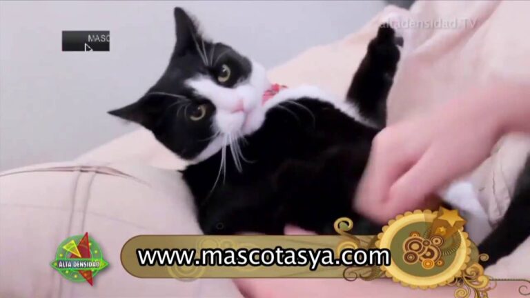 Cuidados Esenciales para Mascotas Adoptadas