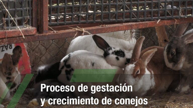 Optimizaci&oacute;n en el Desarrollo de Cr&iacute;as de Conejos