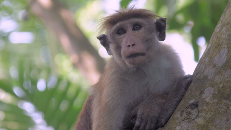 Respeto a los Derechos de los Animales en la Investigaci&oacute;n Cient&iacute;fica
