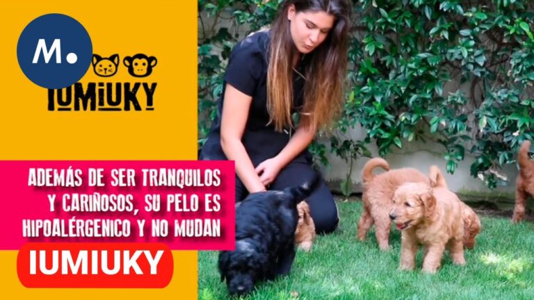 Terapia Animal: Fortaleciendo Vínculos Emocionales