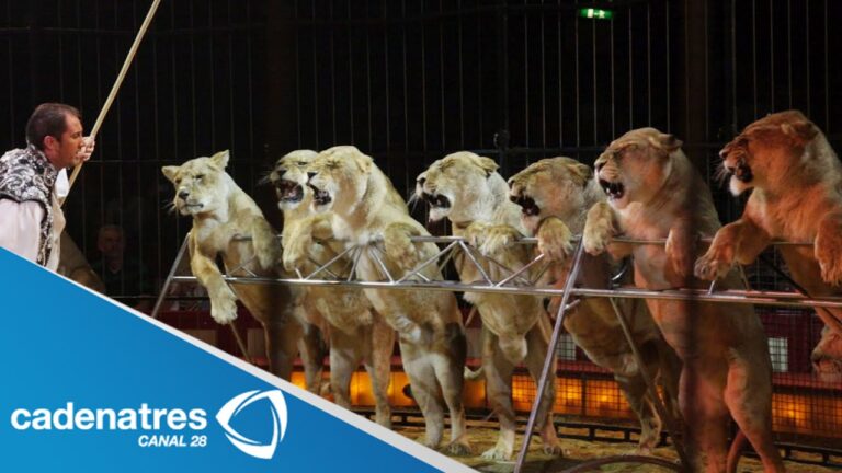 Legislaci&oacute;n Contra Espect&aacute;culos con Animales