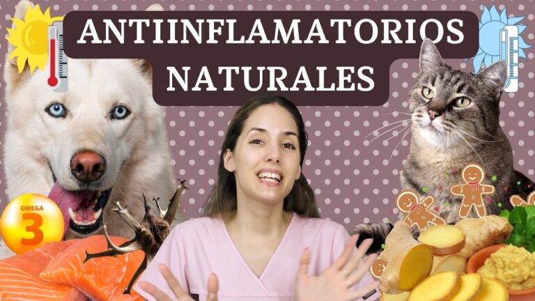 Eficacia de los Tratamientos Veterinarios con Antiinflamatorios Naturales