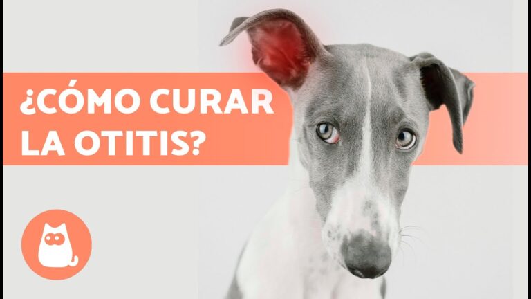 Cirug&iacute;as Veterinarias de O&iacute;do: Soluciones Efectivas