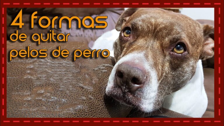 Accesorios Esenciales para la Higiene de tu Mascota