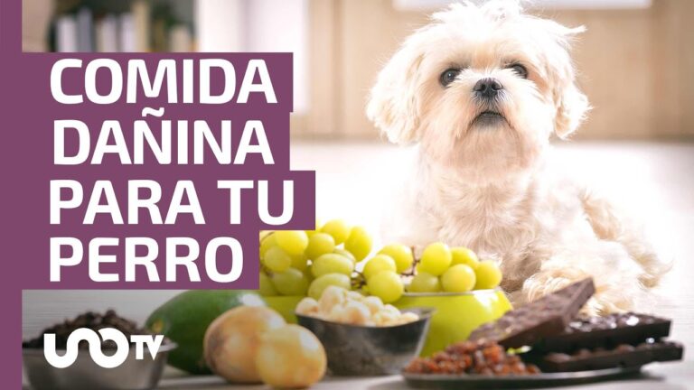Alimentos Tóxicos para Animales: Impacto en su Nutrición