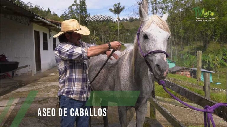 Bienestar Integral a Trav&eacute;s del Aseo de Caballos