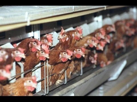 Beneficios de la calefacción para el bienestar aviar